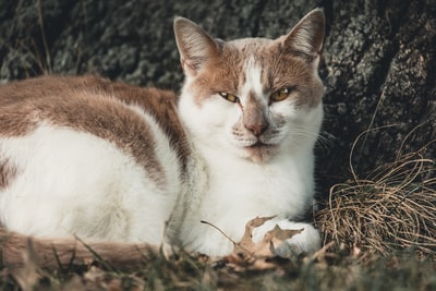 棕色和白色的猫躺在地上